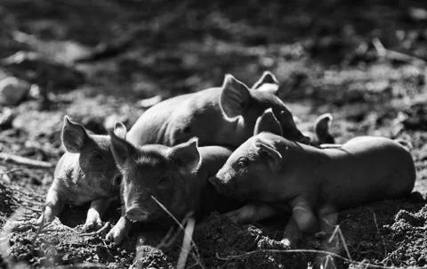 Piglets are resting in the sun. Five young piglets are Napping on the ground. Stock Photos
