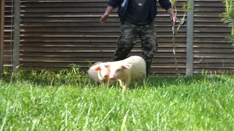 Piglets on a background of green grass. Young pigs on the grass. Stock Footage 131559146