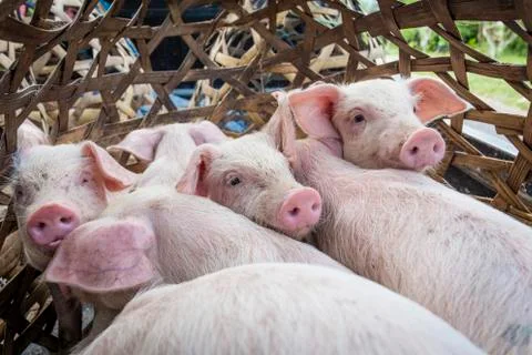 Piglets in a bamboo cage Stock Photos