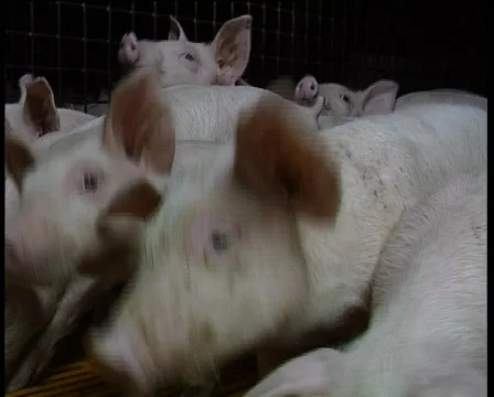 Piglets in a barn 2 Stock Footage 729506