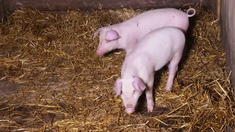 Piglets in a barn looking at the camera Stock Footage 221940565
