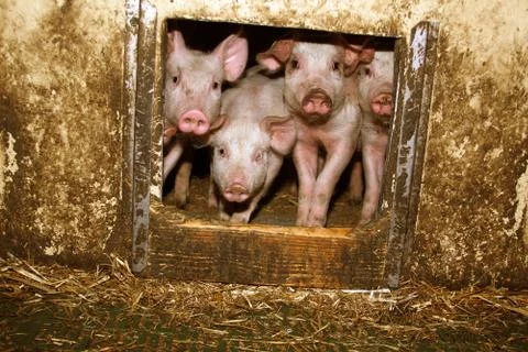Piglets in the barn Stock Photos