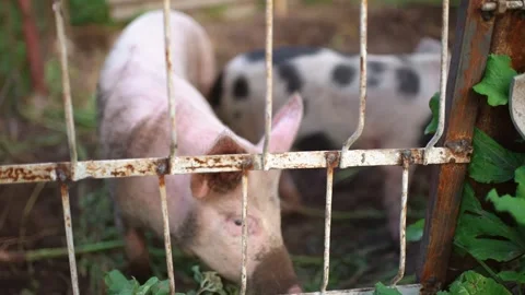 The piglets in the barn stuck their faces out of the cage. Stock Footage 228647375