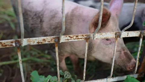 The piglets in the barn stuck their faces out of the cage. Stock Footage 228696877