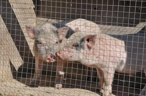 Piglets in cage behind wire mesh Stock Photos