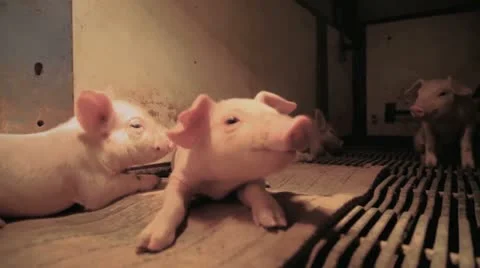 Piglets Chilling Stock Footage 12378426