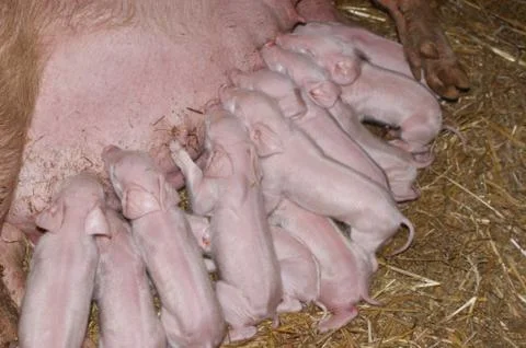 Piglets drink milk Foto stock