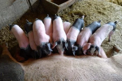 Piglets drinking milk Stock-Fotos