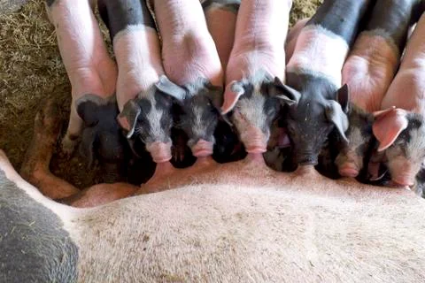 Piglets drinking milk Stock Photos