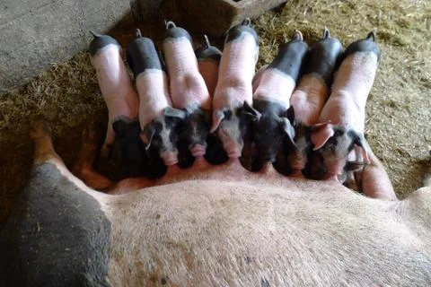 Piglets drinking milk Photos