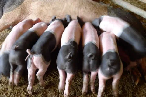 Piglets drinking milk Фото