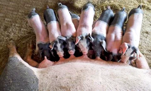Piglets drinking milk Stock Photos