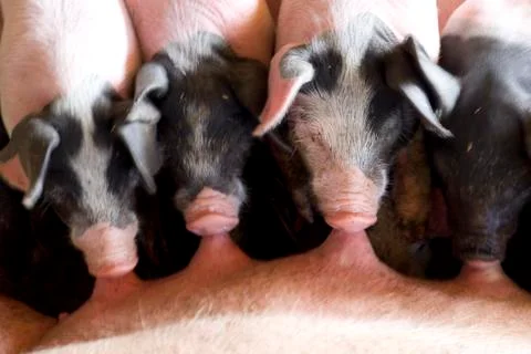 Piglets drinking milk Stock Photos