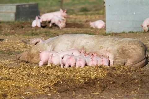 Piglets drinking at the resting sow Stock Photos