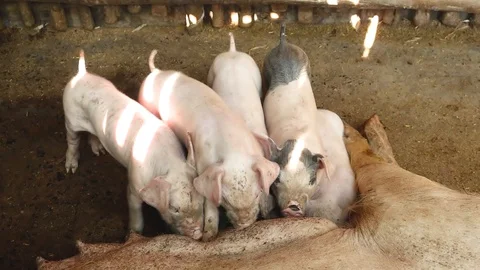 Piglets during silent on the teats of the big pig Stock Footage 118872535