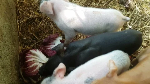 Piglets eat vegetables in a pigsty Video stock 96718831