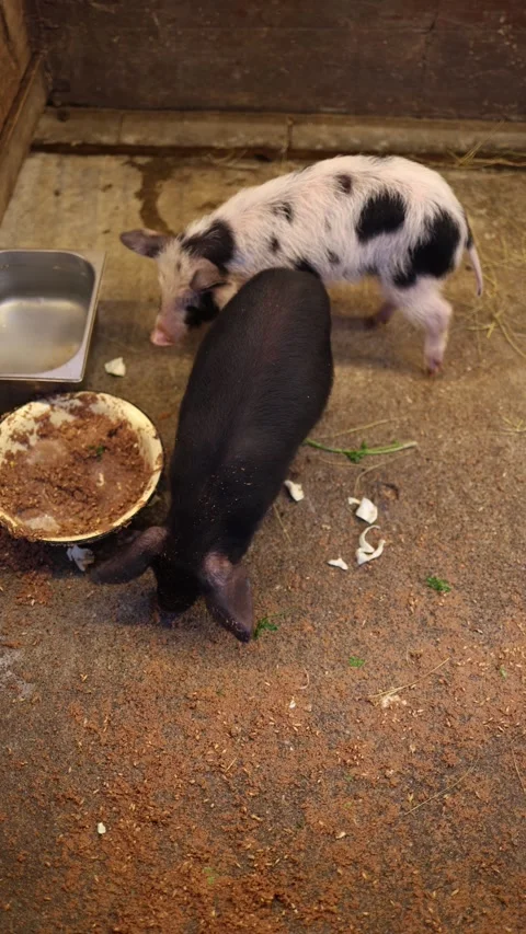 Piglets eating on farm ground Stock Footage 331200688