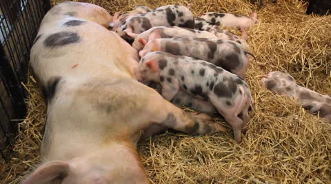 Piglets eating Stock-Footage 27039890