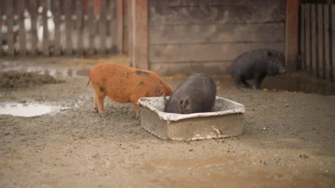 Piglets exploring muddy area, Pig and piglet engaging in muddy farm surroundings Stock Footage 333652027