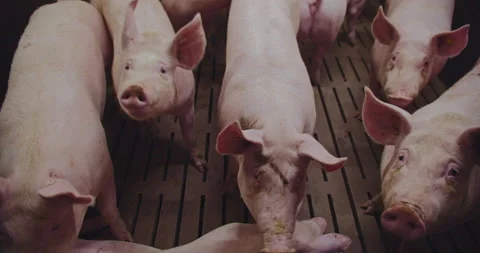 Piglets on the farm eat compound feed Stock Footage 168258174