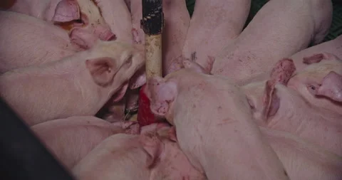 Piglets on the farm eat compound feed Video stock 168284244