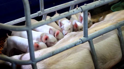 Piglets in a Farm Stock Footage 5165018