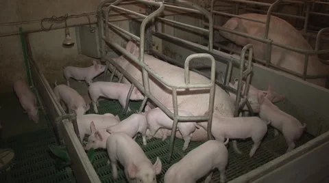 Piglets In A Farm Stock Footage 41865582