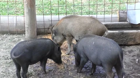 Piglets at a farm Stock Footage 53336889