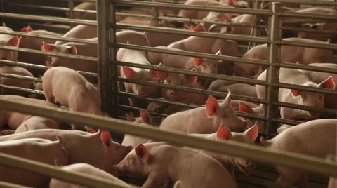 Piglets at a farm Video stock 57074097