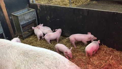 Piglets on farm Stock-Footage 72634030