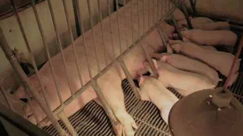 Piglets Feeding Stock Footage 12378845