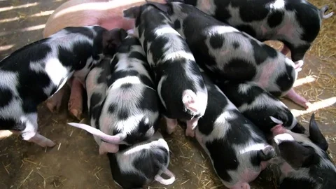 Piglets feeding from mother Stockbeeldmateriaal 84479100