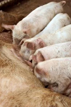 Piglets feeding Stock Photos