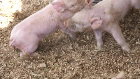 Piglets fighting on hay in barn Stock Footage 80579101
