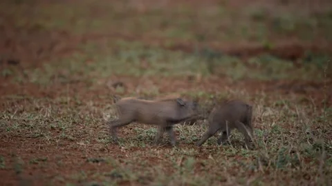 Piglets fighting in the wilderness Stock Footage 132749838