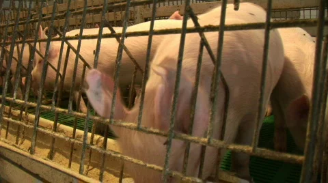 Piglets Stock Footage 737008