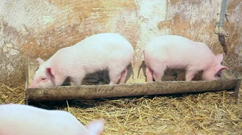 Piglets 스톡 동영상 10847395