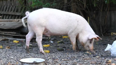 Piglets Video stock 28235484