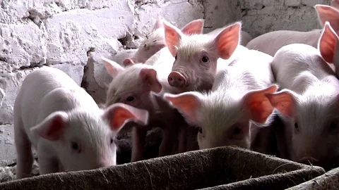Piglets Video stock 79133725