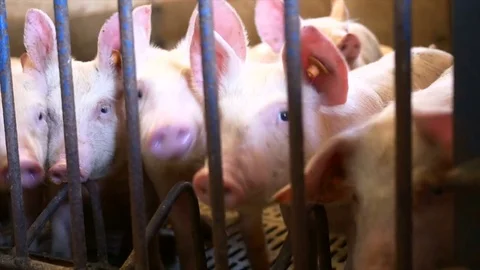 Piglets Stock Footage 80470734