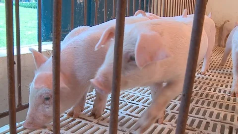 Piglets Video stock 91109845
