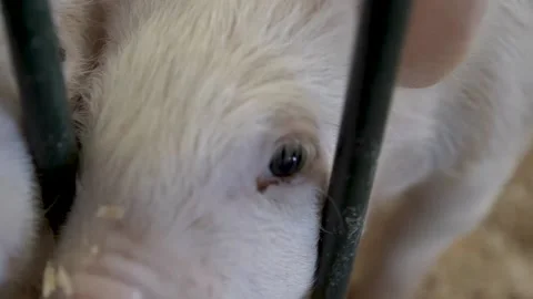 PIGLETS Stock Footage 138480960