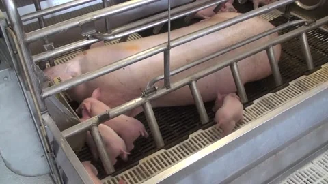 Piglets Video stock 168684643