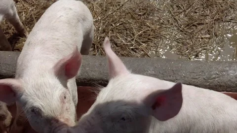 Piglets  Vídeo Stock 331316782