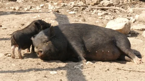 Piglets Stock Footage 345502017
