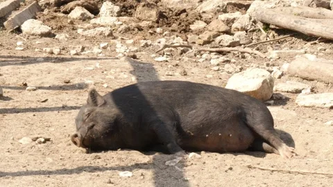 Piglets Stock Footage 345502529