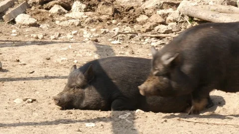 Piglets Stock Footage 345503789