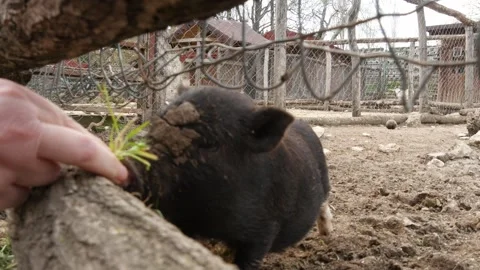 Piglets Stock Footage 345504730