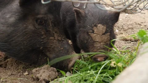 Piglets Stock Footage 345505383