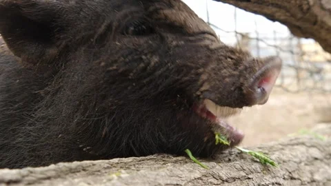 Piglets Stock Footage 345506338